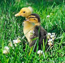 cute duckies