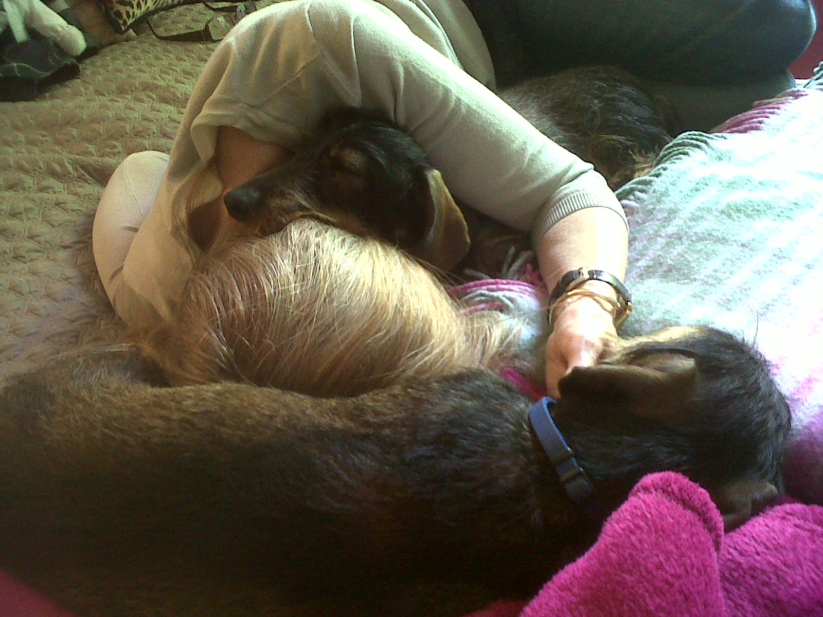 dogs sleeping with mummy