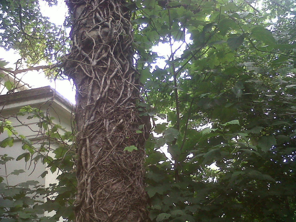 pic-2-tree