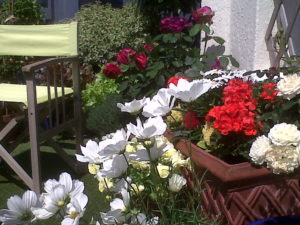 pic-3-roof-flowers