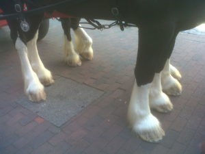 15-lewes-horse-legs