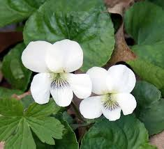 white violet